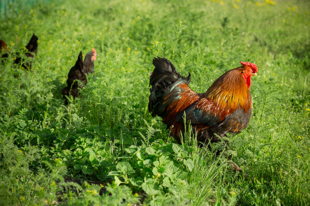 RBF-poulet-fermier